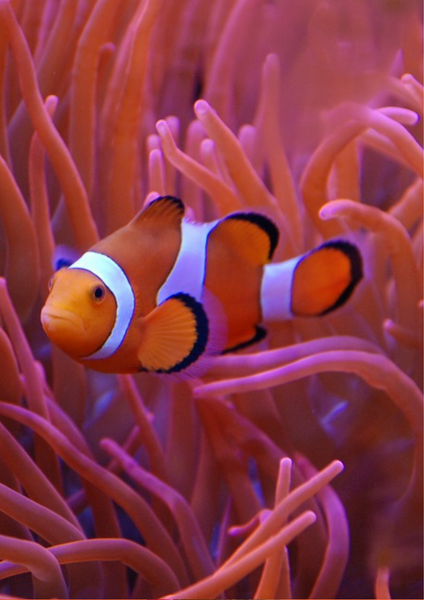 CORAL REEF Boho Bracelet