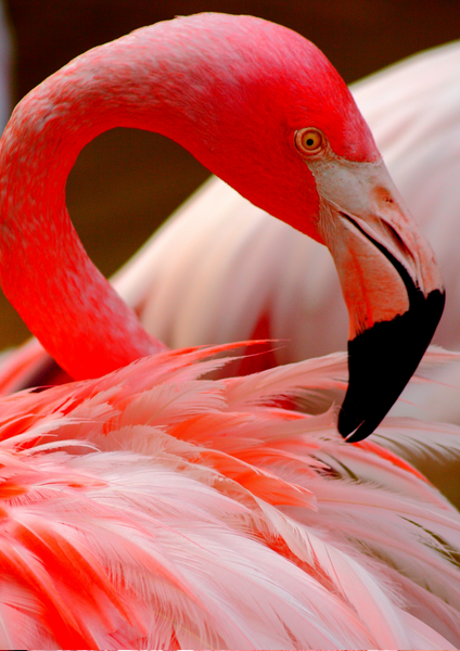 FLAMINGO Boho bracelet