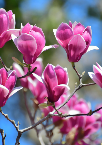 MAGNOLIA Boho Bracelet