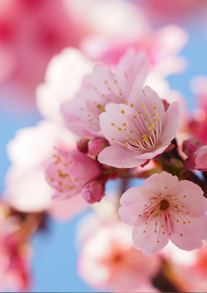 CHERRY BLOSSOM Boho Bracelet