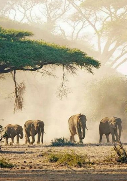 ELEPHANT Boho Bracelet