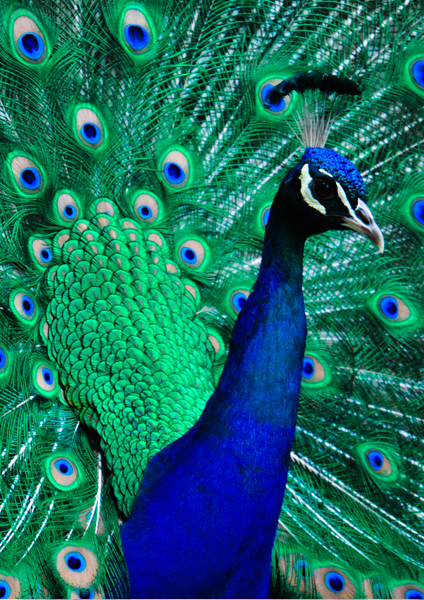 PEACOCK Boho bracelet