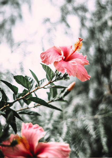 HIBISCUS Boho Bracelet