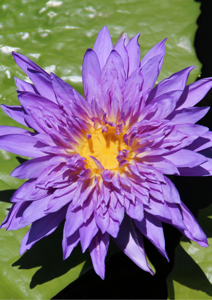 WATERLILLY Boho Bracelet