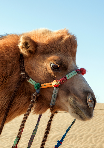CAMEL Boho Bracelet