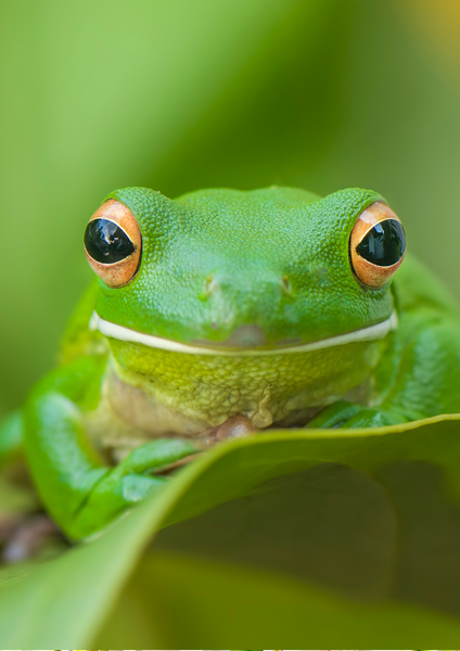 FROG Boho Bracelet