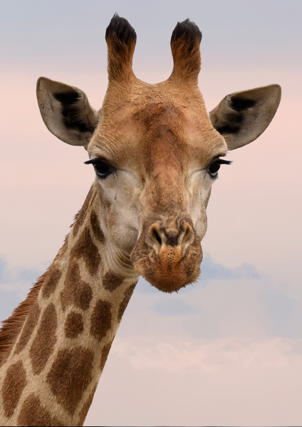 GIRAFFE Boho Bracelet