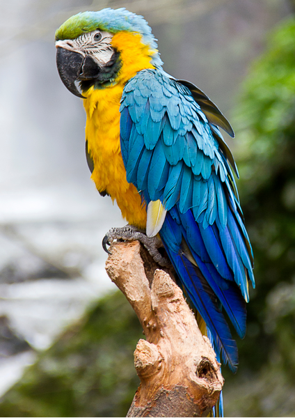 PARROT Boho Bracelet
