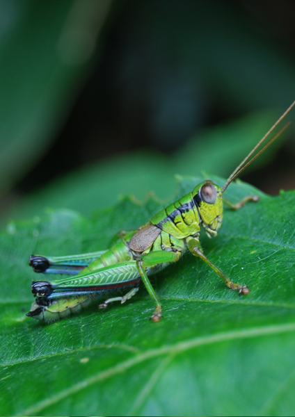 GRASSHOPPER Boho Bracelet