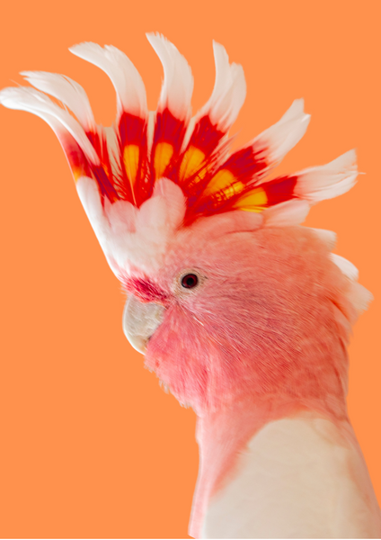 COCKATOO Boho Bracelet